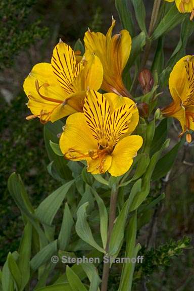 alstroemeria aurea 2 graphic